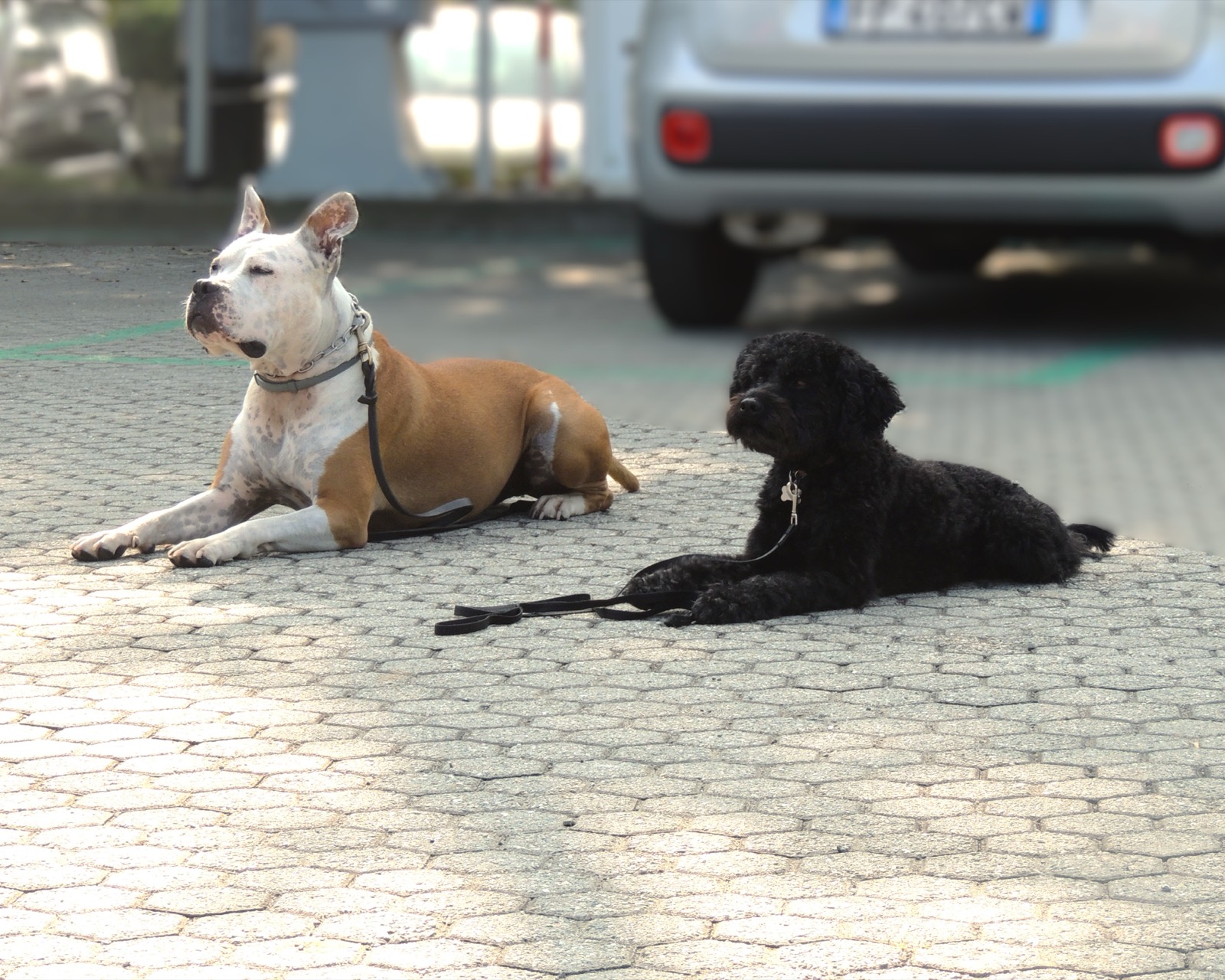 Due cani in terra, rilassati in un parcheggio durante una lezione in esterno